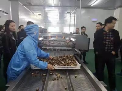 台江:果蔬脆食品加工厂正式开业了